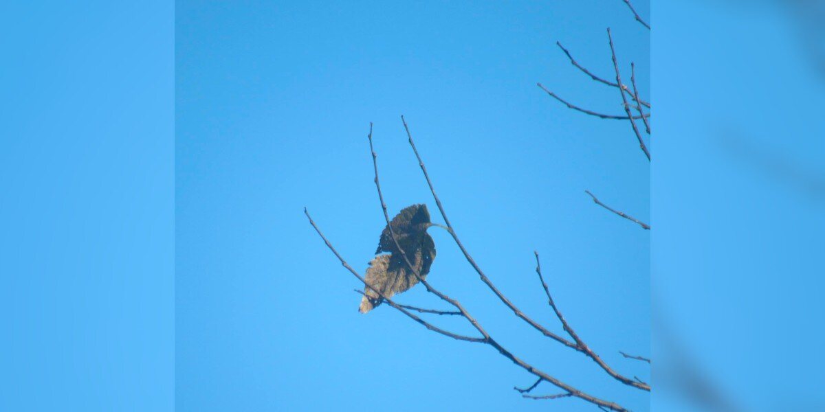Woman Rushes To Photograph ‘Awesome Bird’ — Then Realizes The Hilarious Truth