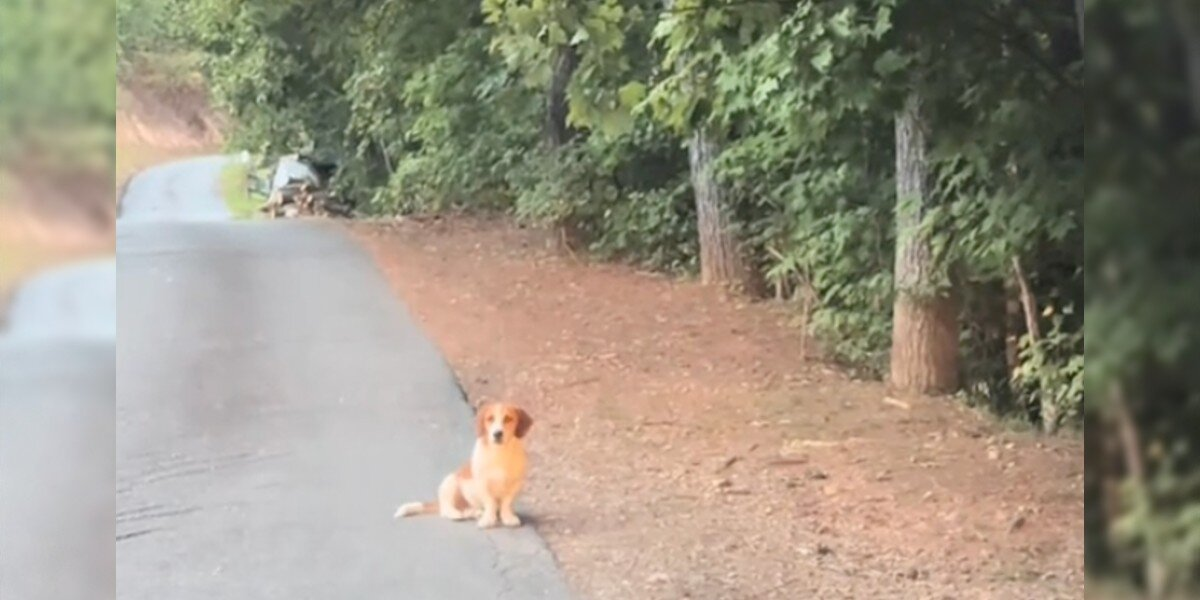 Couple Spots Lonely Dog On The Road — And He Ends Up Changing Their Lives
