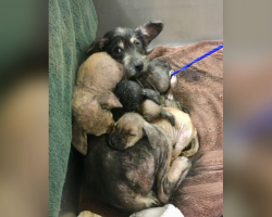 Sick Mama Dog Fought to Protect Her Puppies Until Help Finally Came