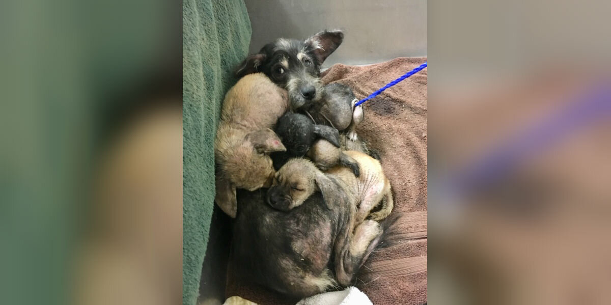 Sick Mama Dog Fought to Protect Her Puppies Until Help Finally Came