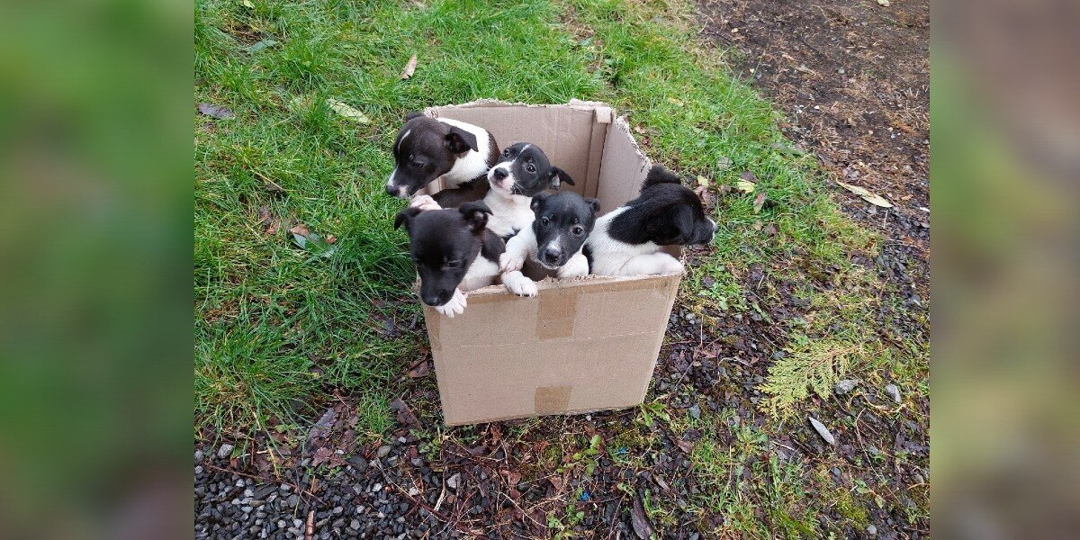 Five Puppies Found Abandoned In A Box Beside A Highway Get The Happy Ending They Deserve