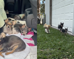 Terrified Chihuahuas Discover Joy After Feeling Grass For The First Time