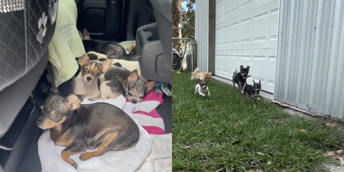 Terrified Chihuahuas Discover Joy After Feeling Grass For The First Time