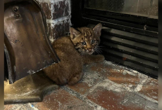 Family Brings ‘Kitten’ Inside During Storm — Then Realizes It’s Someone Wild