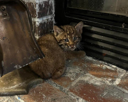Family Brings ‘Kitten’ Inside During Storm — Then Realizes It’s Someone Wild