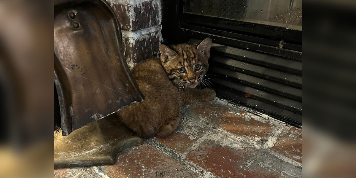 Family Brings 'Kitten' Inside During Storm — Then Realizes It’s Someone Wild