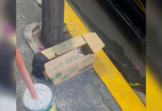 Shop Owner Finds Abandoned Box Outside Her Store — And Hears Tiny Cries From Inside