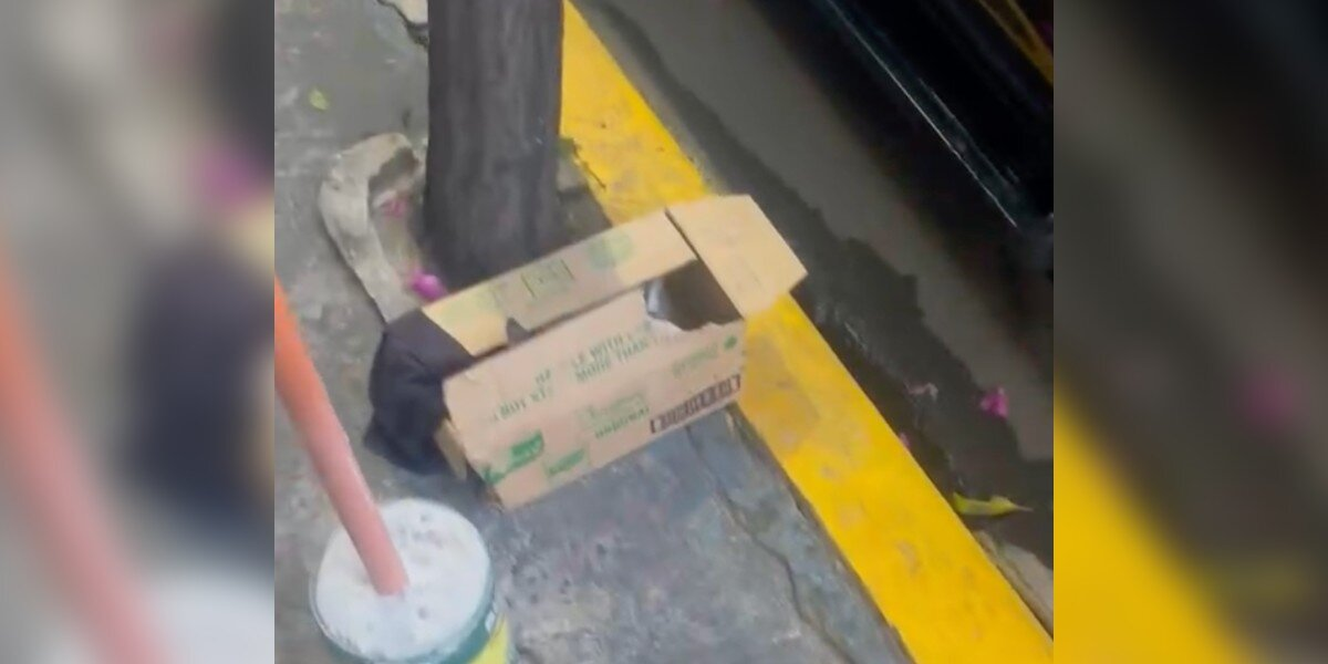 Shop Owner Finds Abandoned Box Outside Her Store — And Hears Tiny Cries From Inside