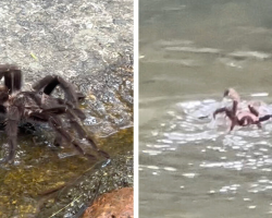 Hikers Stunned As Giant Spider Dives In And Starts Swimming