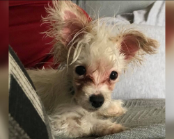 Special Needs Puppy Left Behind Finds The Family She Was Always Meant For