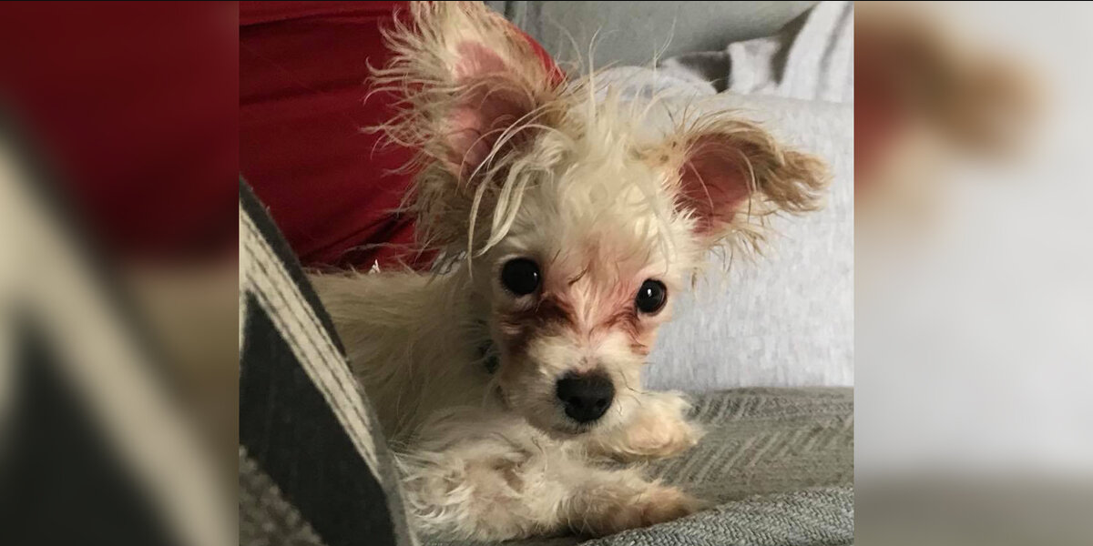 Special Needs Puppy Left Behind Finds The Family She Was Always Meant For