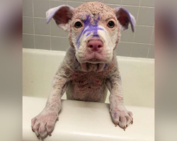 Hairless Puppy Found Covered In Purple Dye Transforms With Love