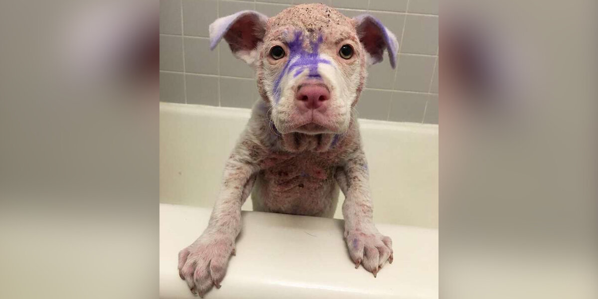 Hairless Puppy Found Covered In Purple Dye Transforms With Love