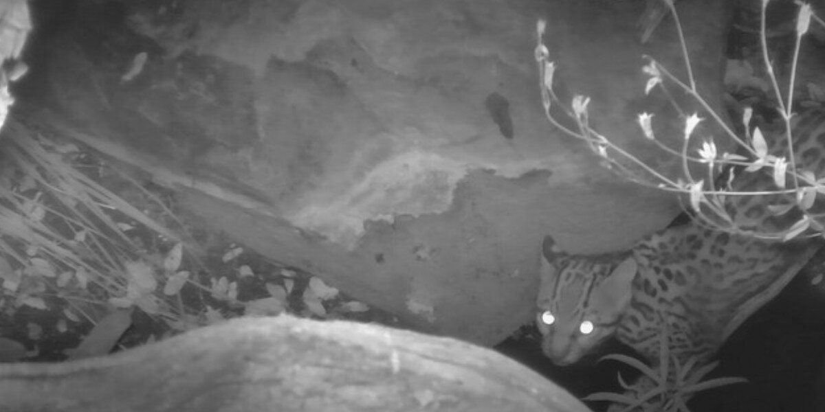 Rare Ocelot Spotted On Trail Camera Brings Hope For Species In The U.S.