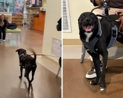 Shelter Dog Can’t Stop Smiling When His Family Finally Comes Back For Him