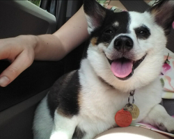 Woman Finds A Heartwarming New Purpose For Her Late Dog’s Favorite Bed