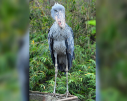 These Enormous Birds Look Too Strange To Be Real — But They Are