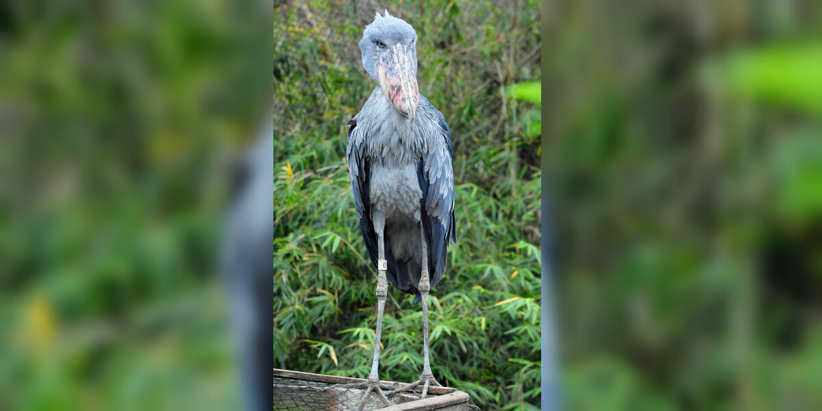 These Enormous Birds Look Too Strange To Be Real — But They Are