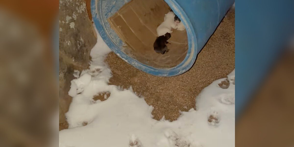 Trail Of Tiny Paw Prints In The Snow Leads Rescuer To Abandoned Newborn Puppies