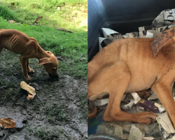 Teen on Vacation Spots a Starving Puppy — and Refuses to Leave Him Behind