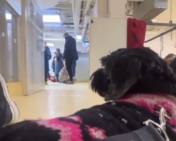 Senior Dog Overlooked at Adoption Events Finally Finds Her Forever Family