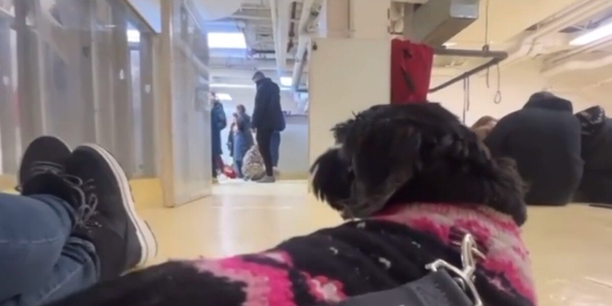 Senior Dog Overlooked at Adoption Events Finally Finds Her Forever Family