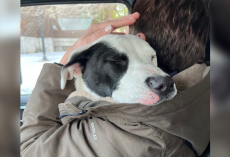Stray Pup Finally Safe — And He Can’t Stop Snuggling His Rescuer