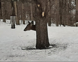 Deer Pulls Off Illusion That Has Everyone Stumped