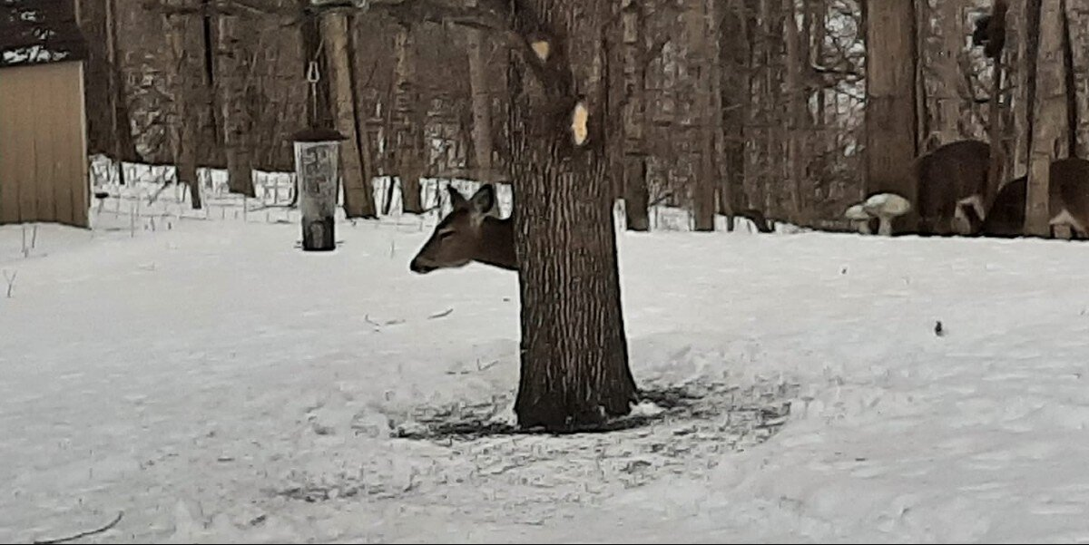 Deer Pulls Off Illusion That Has Everyone Stumped