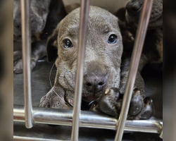 11 Abandoned Puppies Rescued Just in Time Find Hope in Foster Homes