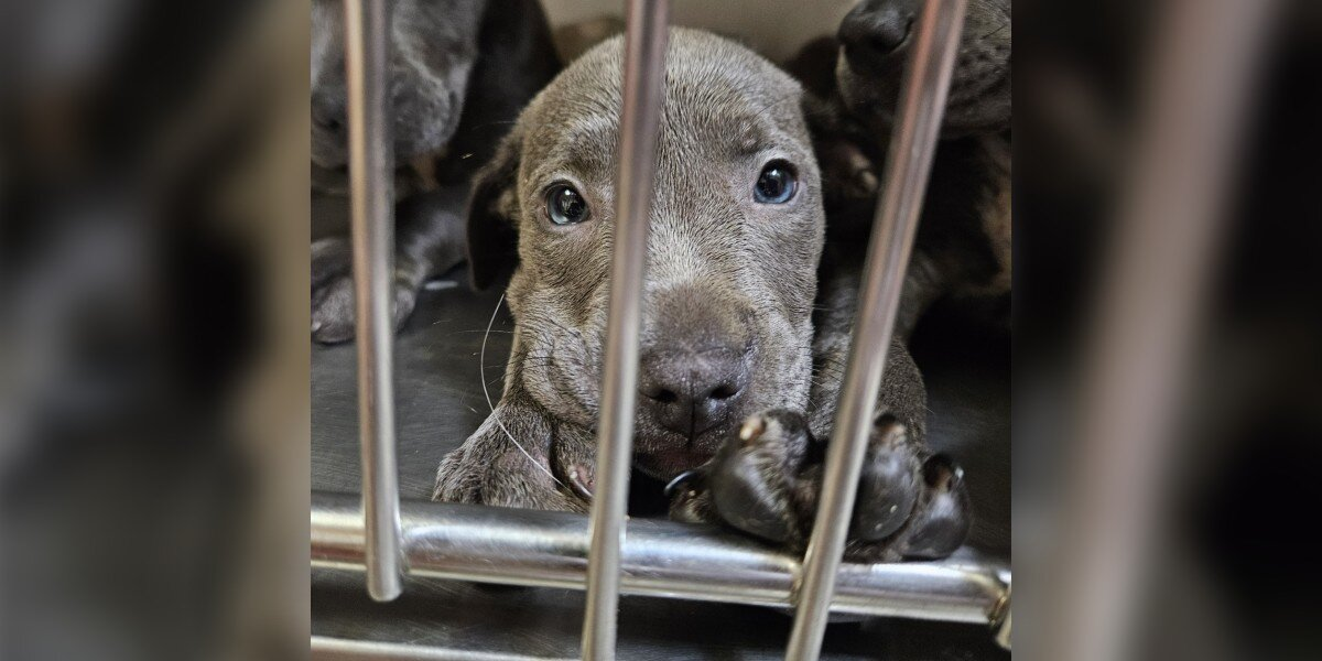 11 Abandoned Puppies Rescued Just in Time Find Hope in Foster Homes