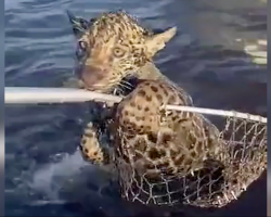 Fishermen Rush To Save Tiny Jaguar Cub Struggling In The River