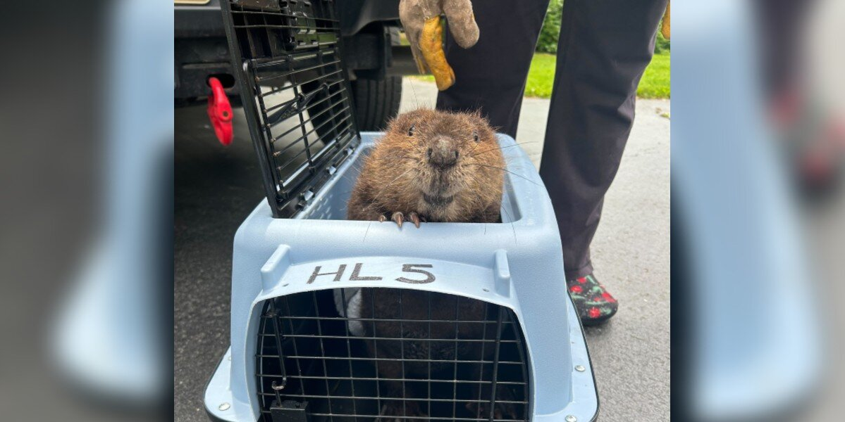 Rescued Baby Beaver Appears To ‘Smile’ At The People Who Saved Her