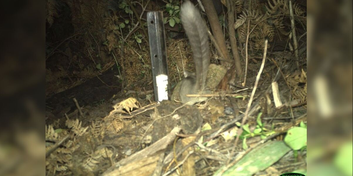 Scientists Thought These ‘Forest Fairies’ Were Gone Forever — Until A Camera Caught A Bushy Tail