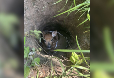 Dog Refuses To Move On Walk — Then Mom Realizes She’s Trying To Save A Life