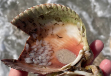 Woman Discovers Strange ‘Bubbles’ In A Shell — And Realizes They’re Baby Octopuses