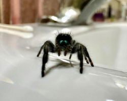 Woman Builds an Unexpected Friendship With a Tiny Spider in Her Bathroom
