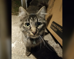 Cat With Worn Collar Runs Into Stranger’s Home And Decides To Stay