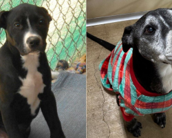 Heartbreaking Photos Show Shelter Pup Then And Now — 10 Years Later, He’s Still Waiting