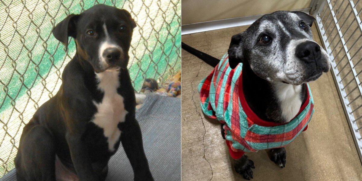 Heartbreaking Photos Show Shelter Pup Then And Now — 10 Years Later, He’s Still Waiting