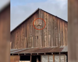 Firefighters Spot ‘Brown Object’ On Barn — And Realize It’s A Trapped Owl
