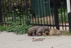 Bonded Pups Refuse To Let Go Of Each Other After Being Abandoned