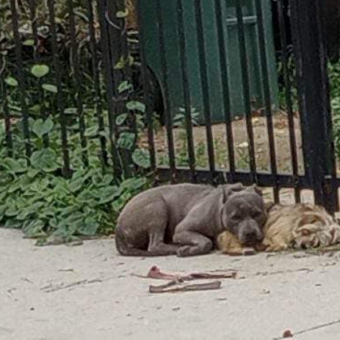 Bonded Pups Refuse To Let Go Of Each Other After Being Abandoned