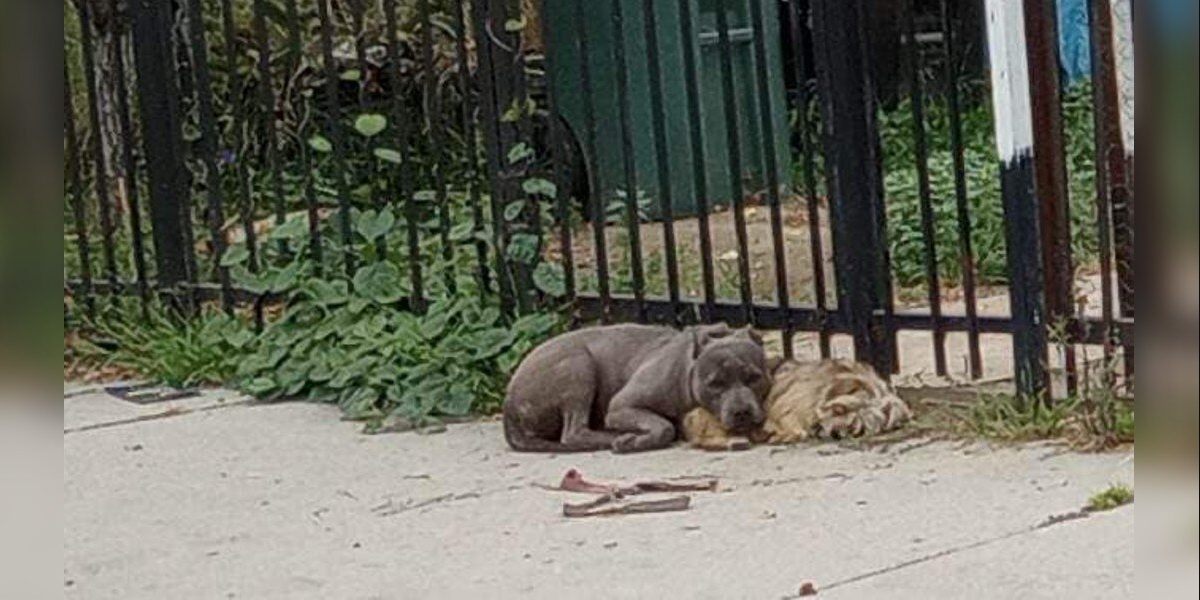 Bonded Pups Refuse To Let Go Of Each Other After Being Abandoned