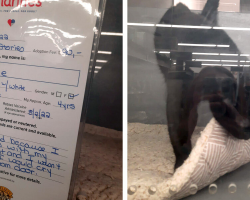Cat Returned For Being “Too Cuddly” Finds Her Perfect Match Just In Time For Christmas