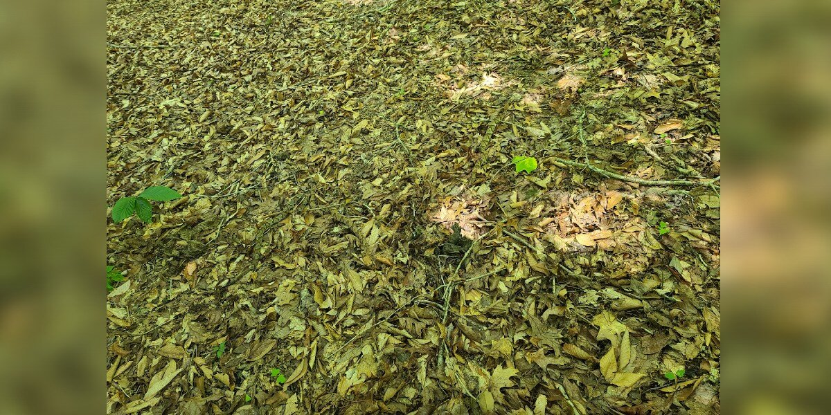 Can You Spot Them? Photo Of 3 Hidden Snakes Leaves Everyone Stumped
