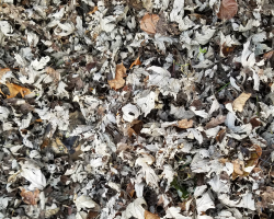 Cat Disappears Perfectly Into a Pile of Autumn Leaves