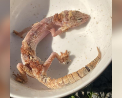 Woman Rescues Abandoned Gecko And Helps Him Thrive