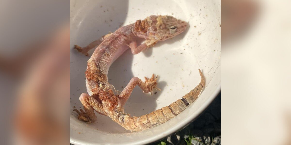 Woman Rescues Abandoned Gecko And Helps Him Thrive