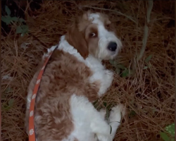 Rescuers Find Dog Alone In The Woods Making A Bed Out Of Pine Needles